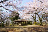 桜ヶ丘公園