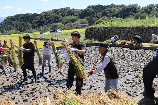 刈った稲を連携プレーで干しているところ