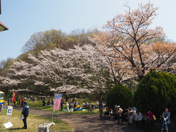 満開の桜