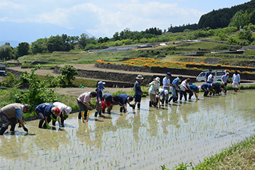 田植え作業