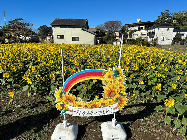 撮影スポットおよび観賞用のひまわり