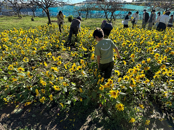 ひまわり畑に入り花を摘み取る