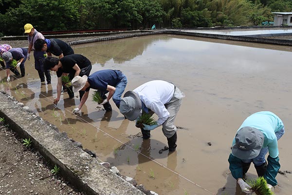 田植えの様子