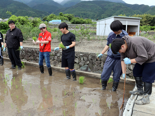 苗を真っ直ぐ・等間隔に植えるための線引きをする学生