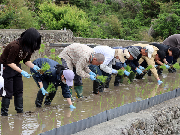 田植えの様子